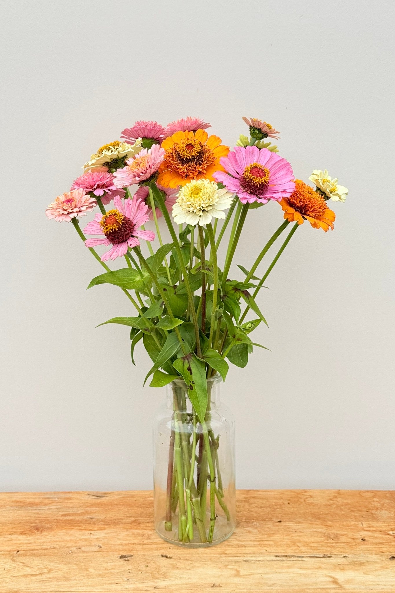 Frøkenhat 'Cresto! Peaches & Cream' - frø - 1-årige sommerblomster - til din skærehave her vist på billede 1 fra Frk. Grønt