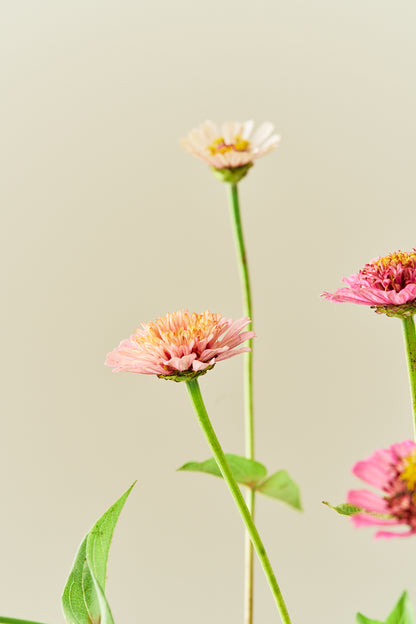 Frøkenhat 'Cresto! Peaches & Cream' - frø - 1-årige sommerblomster - til din skærehave her vist på billede 10 fra Frk. Grønt