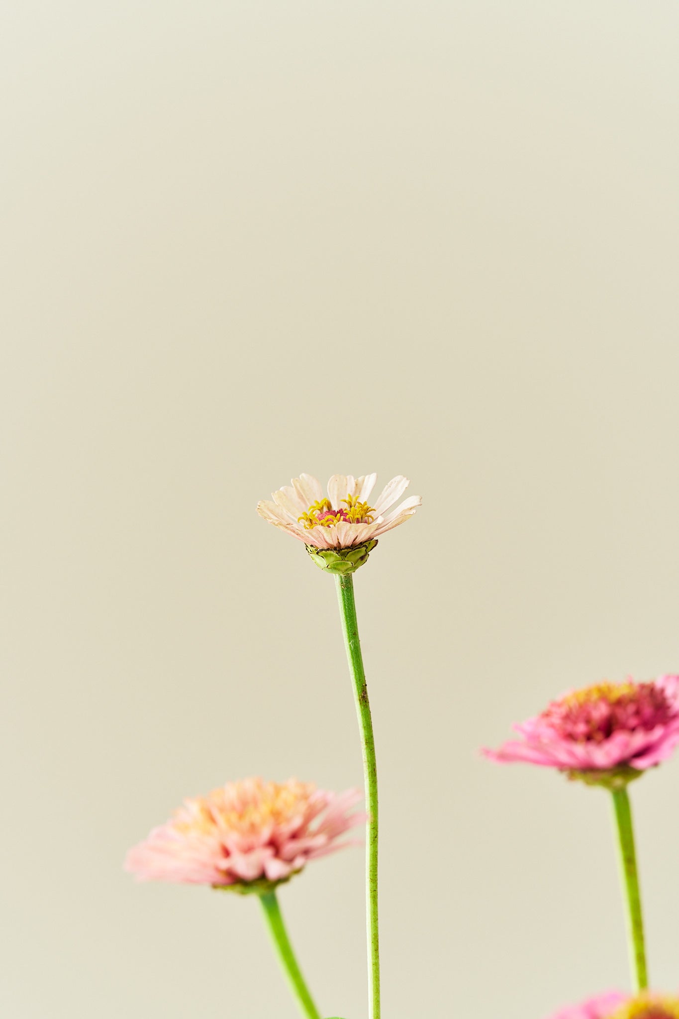Frøkenhat 'Cresto! Peaches & Cream' - frø - 1-årige sommerblomster - til din skærehave her vist på billede 11 fra Frk. Grønt