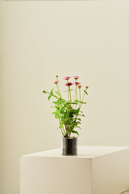 Frøkenhat 'Cresto! Peaches & Cream' - frø - 1-årige sommerblomster - til din skærehave her vist på billede 12 fra Frk. Grønt