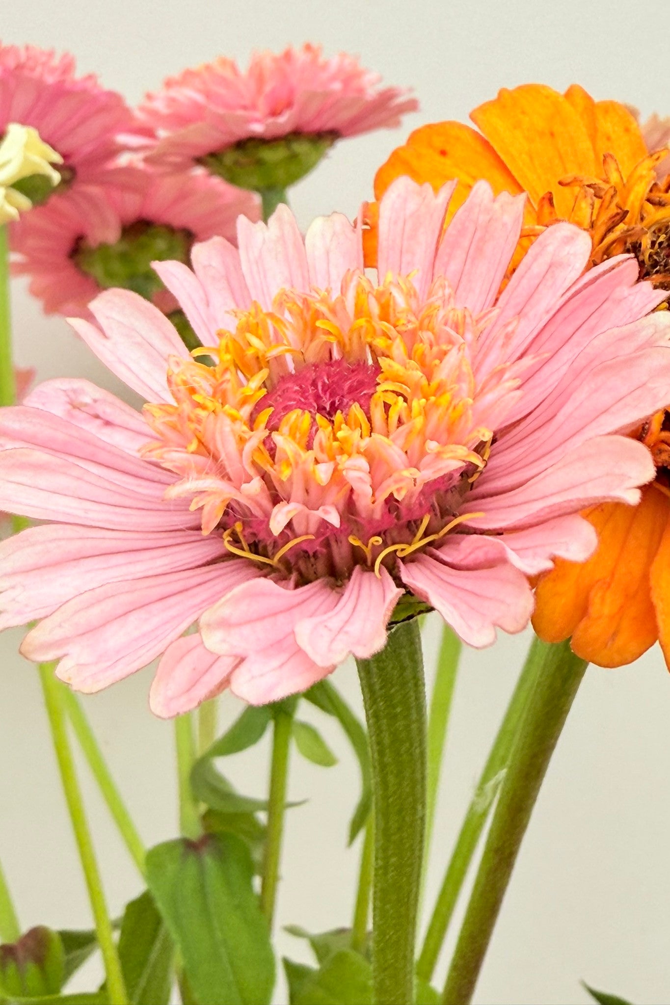 Frøkenhat 'Cresto! Peaches & Cream' - frø - 1-årige sommerblomster - til din skærehave her vist på billede 2 fra Frk. Grønt