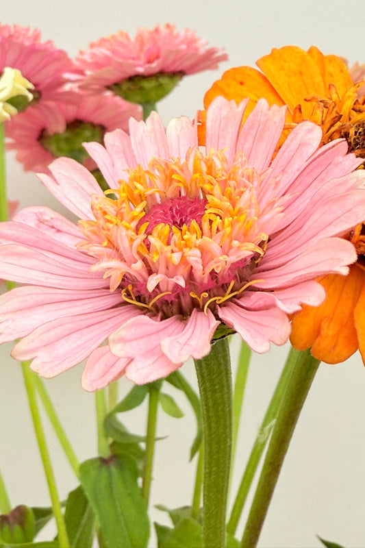 Frøkenhat 'Cresto! Peaches & Cream' - frø - 1-årige sommerblomster - til din skærehave her vist på billede 2 fra Frk. Grønt