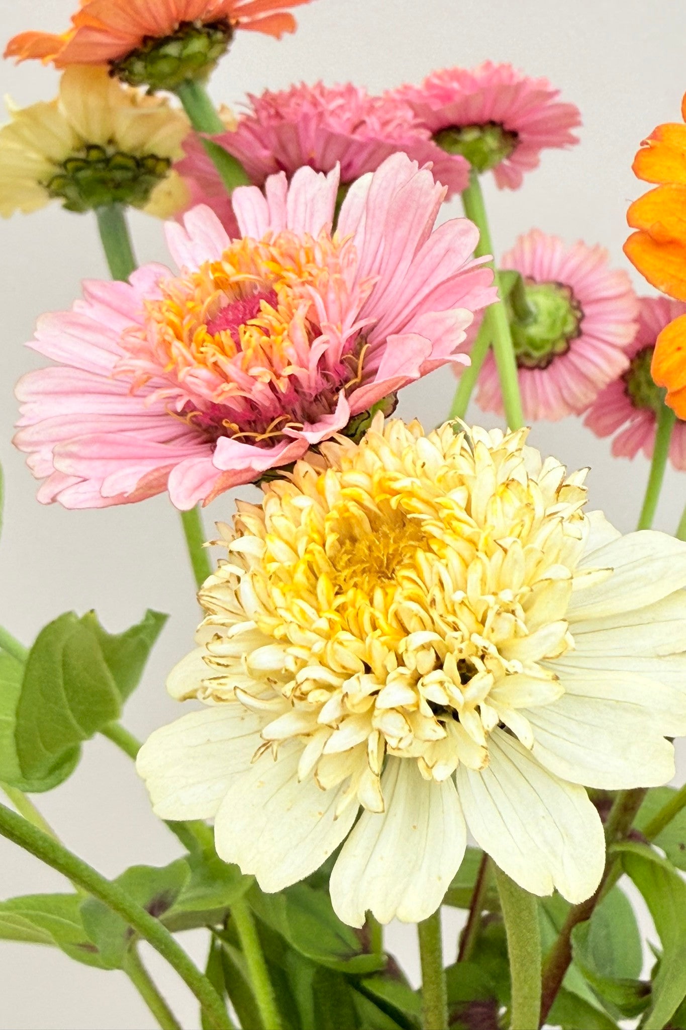 Frøkenhat 'Cresto! Peaches & Cream' - frø - 1-årige sommerblomster - til din skærehave her vist på billede 3 fra Frk. Grønt