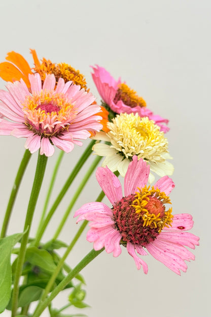 Frøkenhat 'Cresto! Peaches & Cream' - frø - 1-årige sommerblomster - til din skærehave her vist på billede 4 fra Frk. Grønt