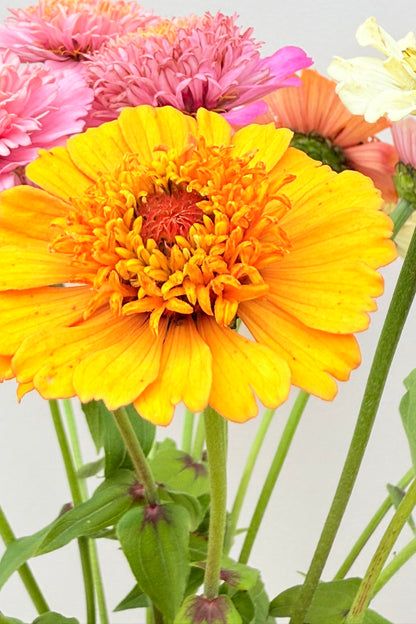 Frøkenhat 'Cresto! Peaches & Cream' - frø - 1-årige sommerblomster - til din skærehave her vist på billede 5 fra Frk. Grønt