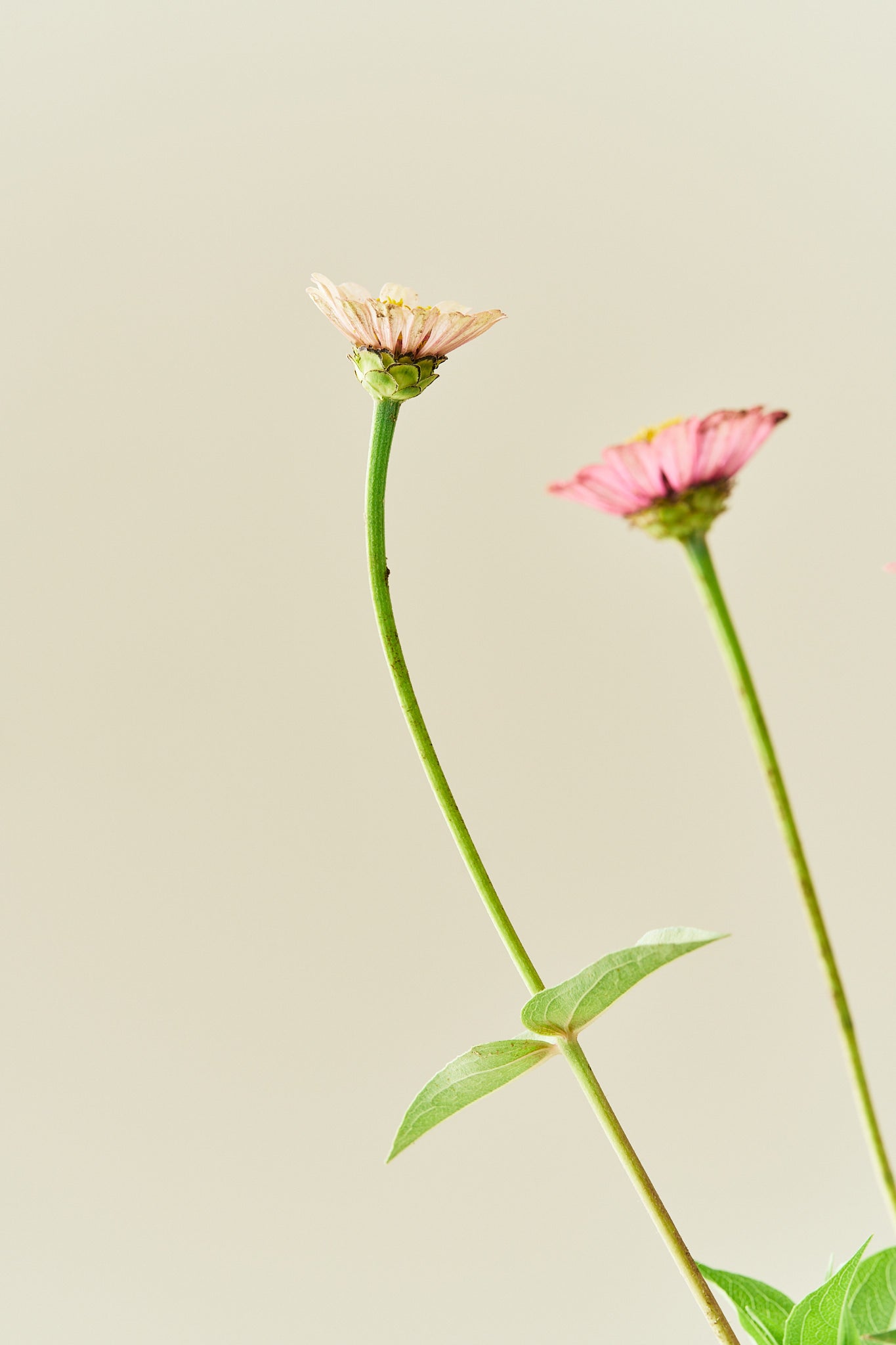 Frøkenhat 'Cresto! Peaches & Cream' - frø - 1-årige sommerblomster - til din skærehave her vist på billede 8 fra Frk. Grønt