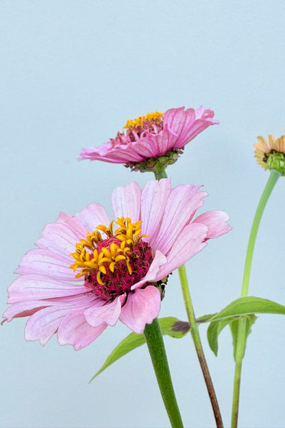 Frøkenhat 'Cresto! Peachy Pink' - frø - 1-årige sommerblomster - til din skærehave her vist på billede 10 fra Frk. Grønt