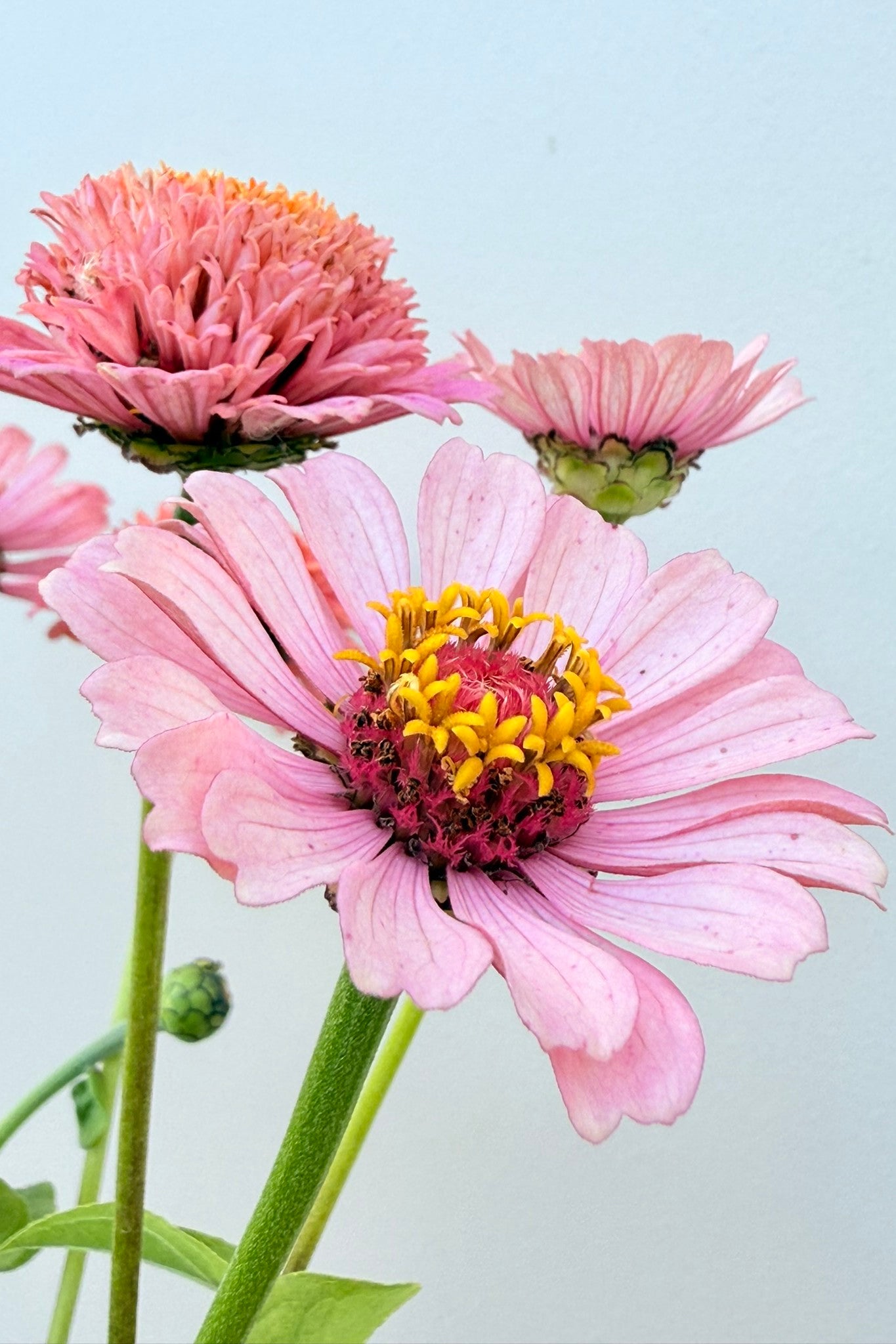 Frøkenhat 'Cresto! Peachy Pink' - frø - 1-årige sommerblomster - til din skærehave her vist på billede 5 fra Frk. Grønt