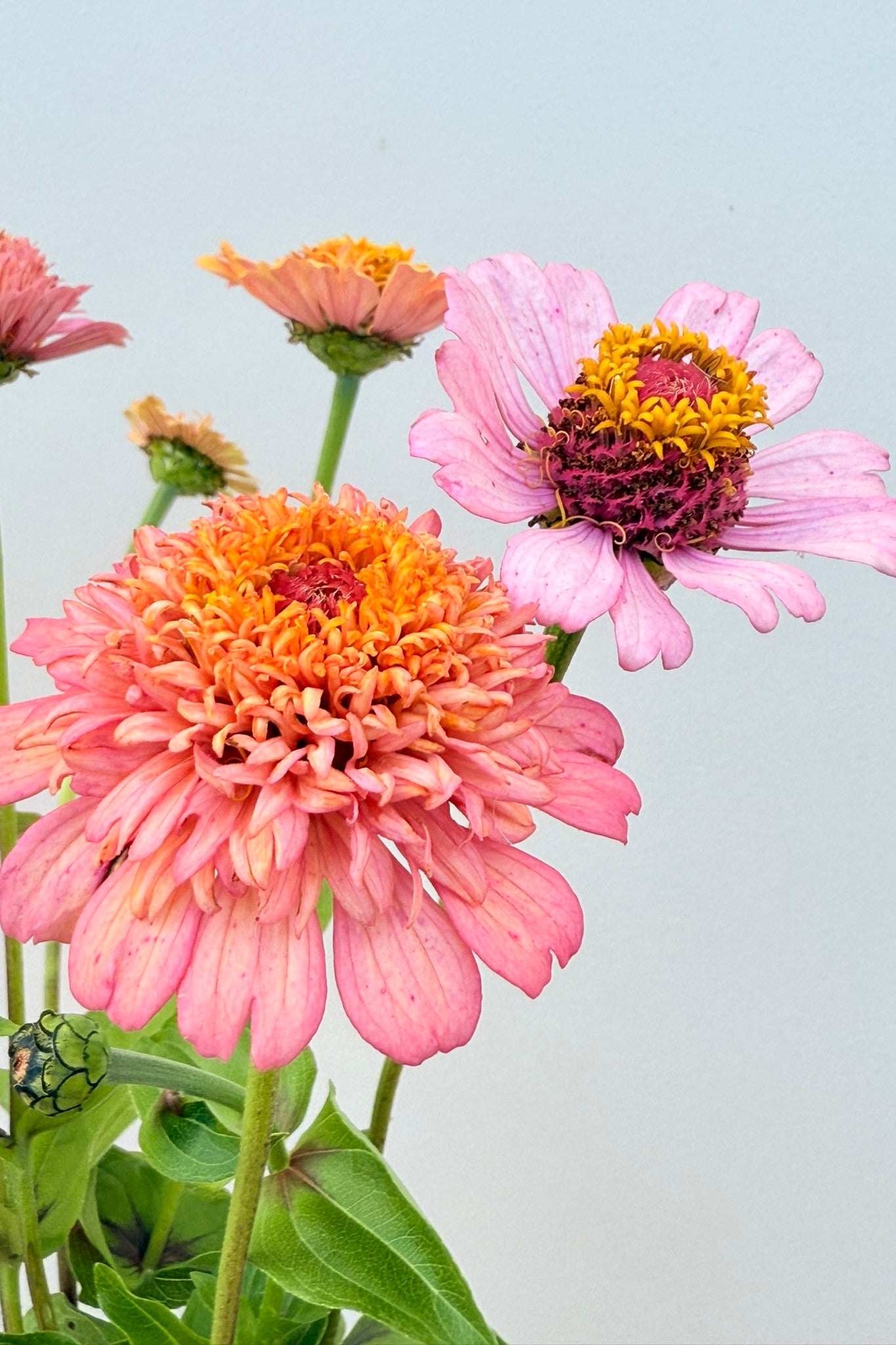 Frøkenhat 'Cresto! Peachy Pink' - frø - 1-årige sommerblomster - til din skærehave her vist på billede 6 fra Frk. Grønt