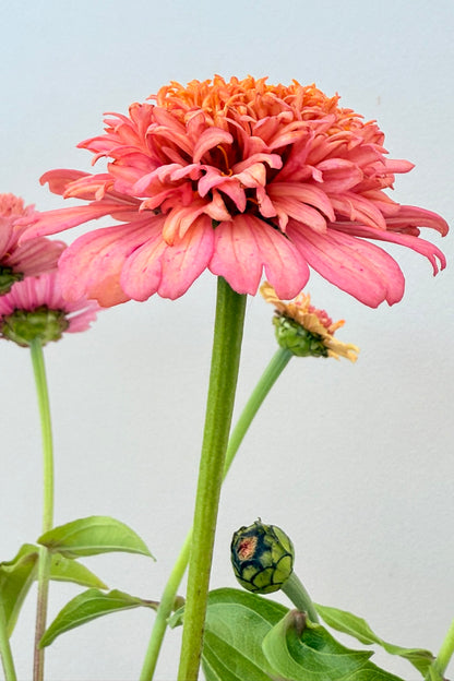 Frøkenhat 'Cresto! Peachy Pink' - frø - 1-årige sommerblomster - til din skærehave her vist på billede 7 fra Frk. Grønt