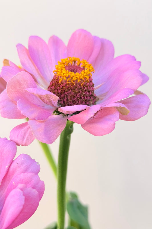 Frøkenhat 'Dream' - frø - 1-årige sommerblomster - til din skærehave her vist på billede 1 fra Frk. Grønt