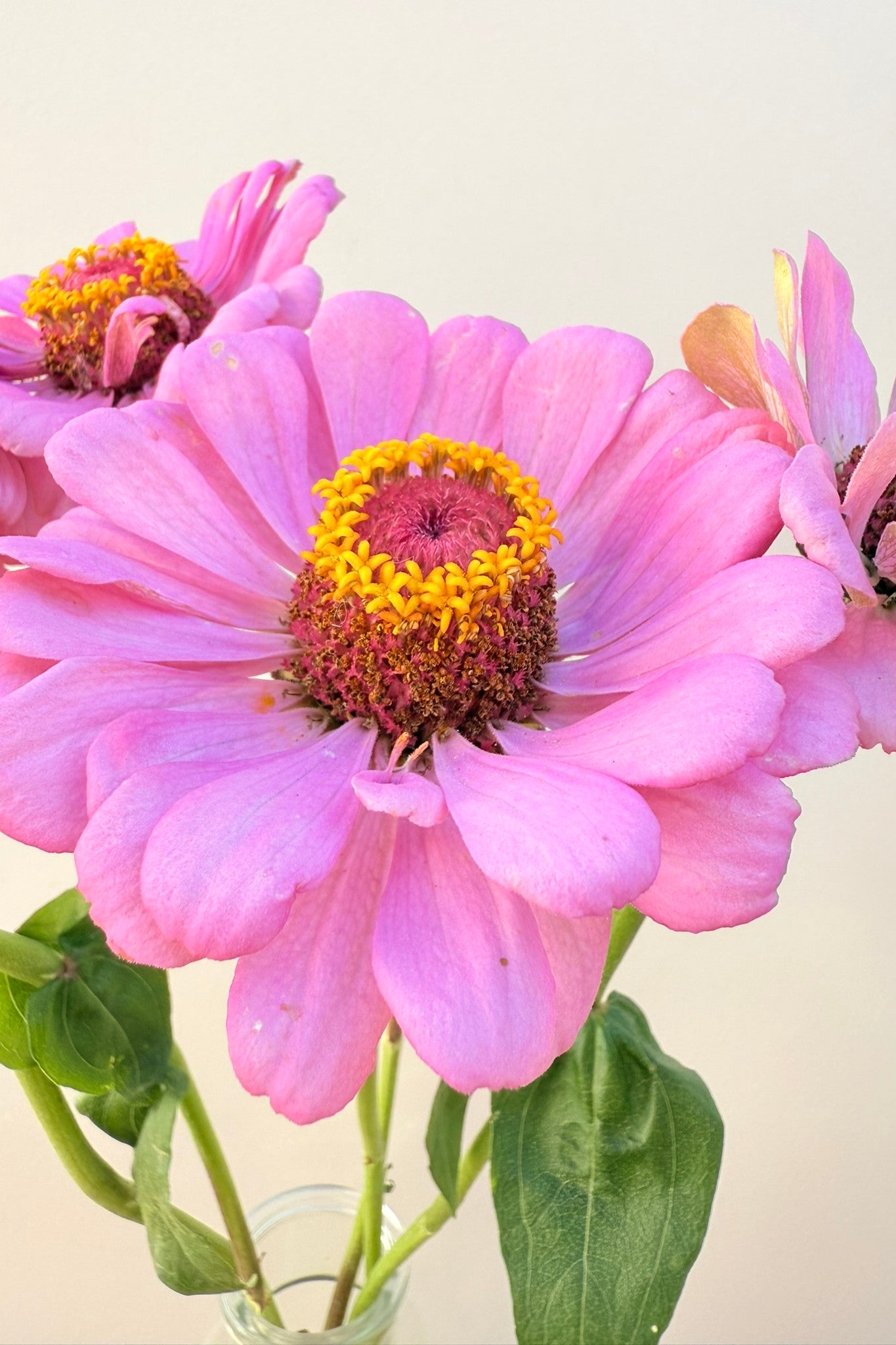 Frøkenhat 'Dream' - frø - 1-årige sommerblomster - til din skærehave her vist på billede 10 fra Frk. Grønt