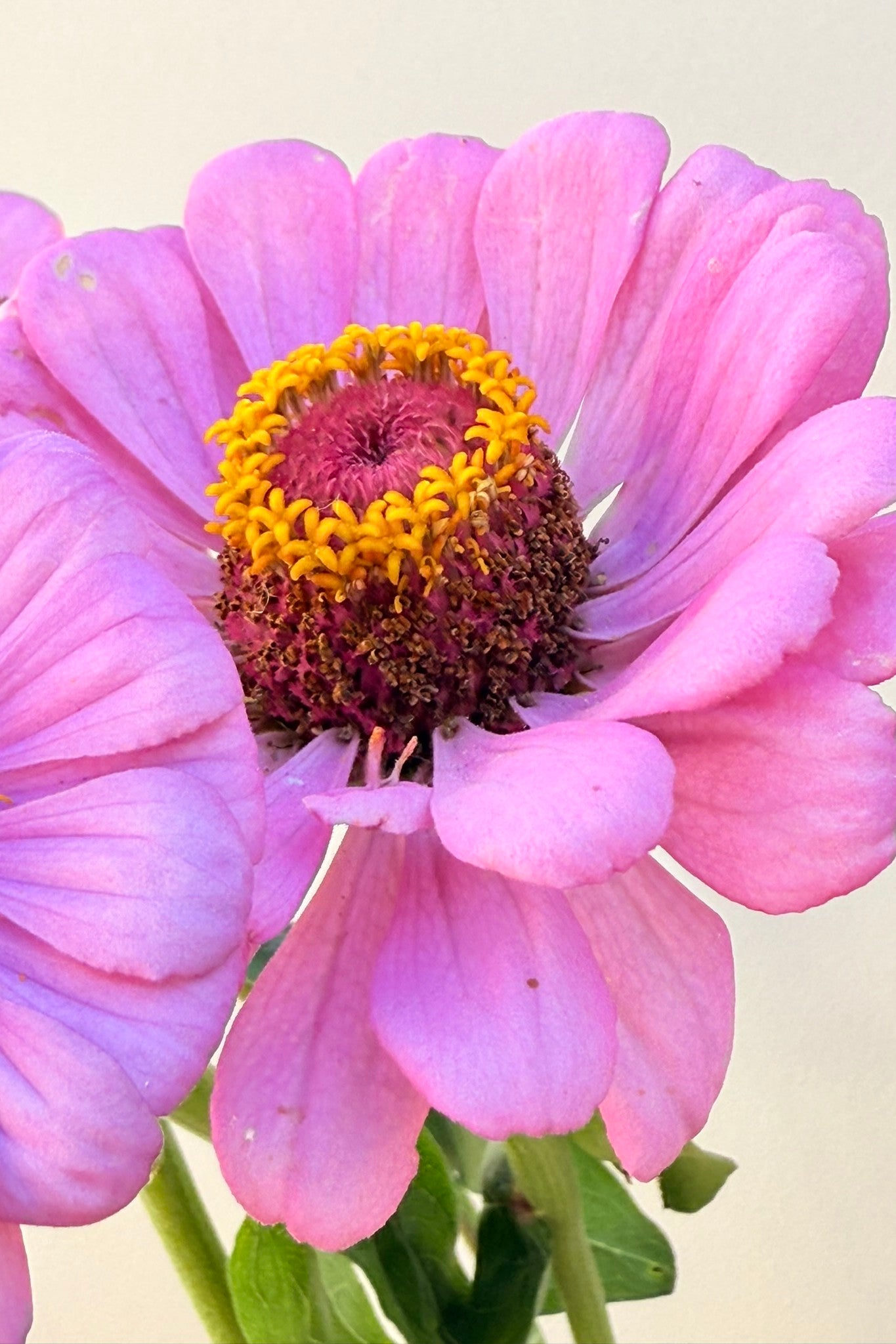 Frøkenhat 'Dream' - frø - 1-årige sommerblomster - til din skærehave her vist på billede 2 fra Frk. Grønt