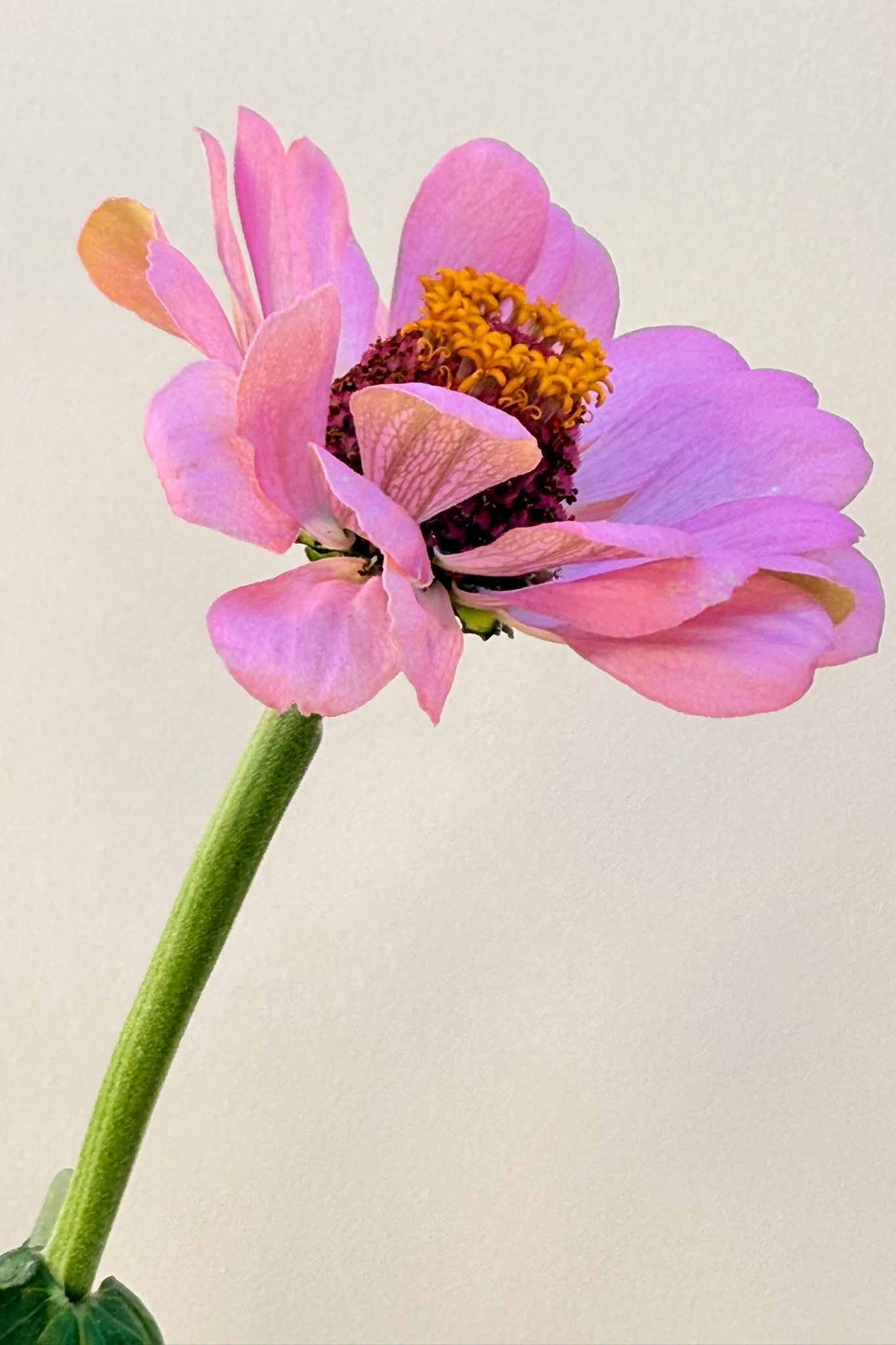 Frøkenhat 'Dream' - frø - 1-årige sommerblomster - til din skærehave her vist på billede 3 fra Frk. Grønt