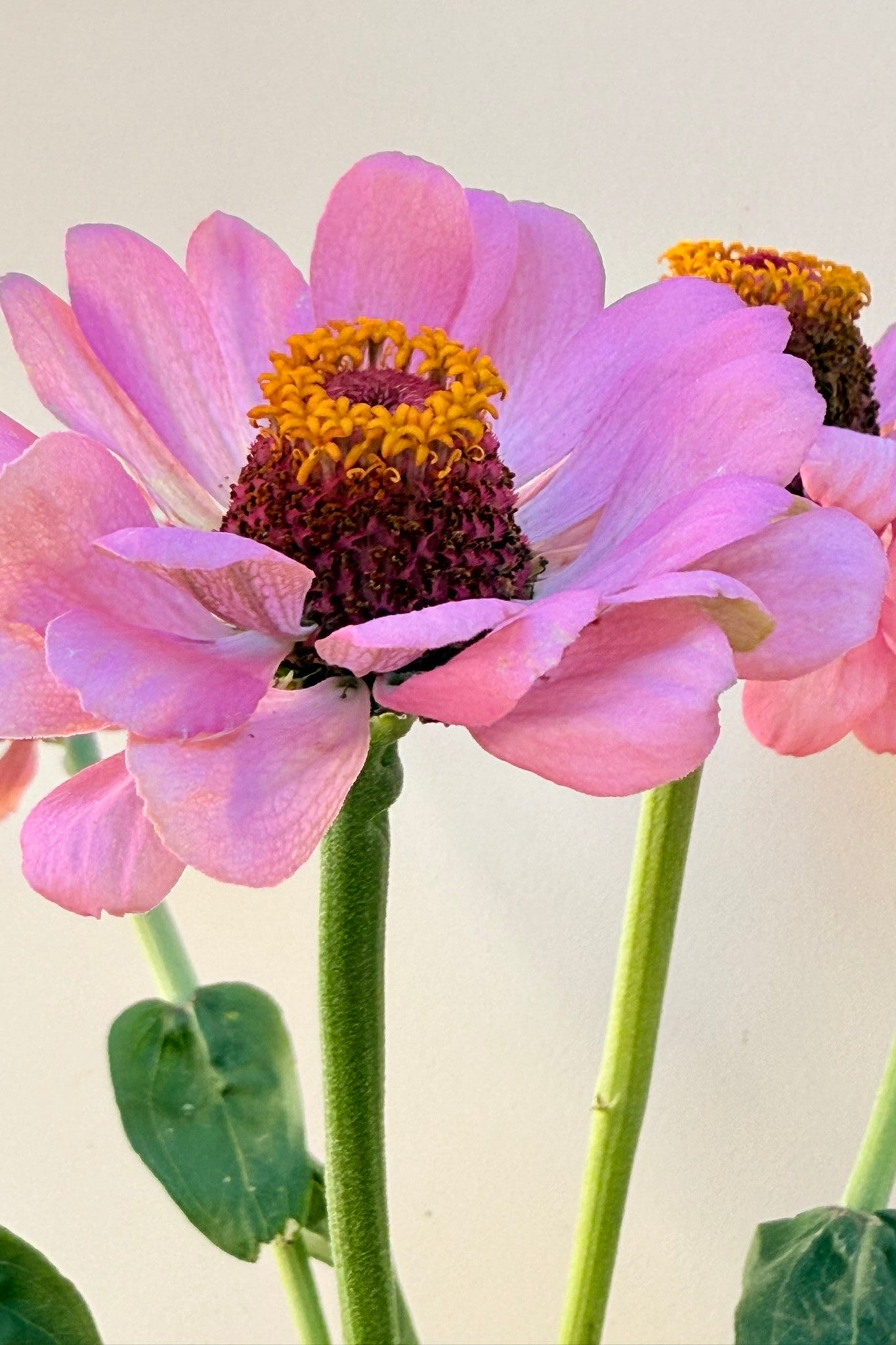 Frøkenhat 'Dream' - frø - 1-årige sommerblomster - til din skærehave her vist på billede 4 fra Frk. Grønt
