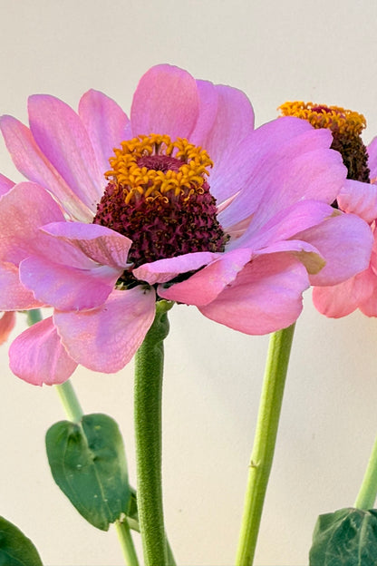 Frøkenhat 'Dream' - frø - 1-årige sommerblomster - til din skærehave her vist på billede 4 fra Frk. Grønt