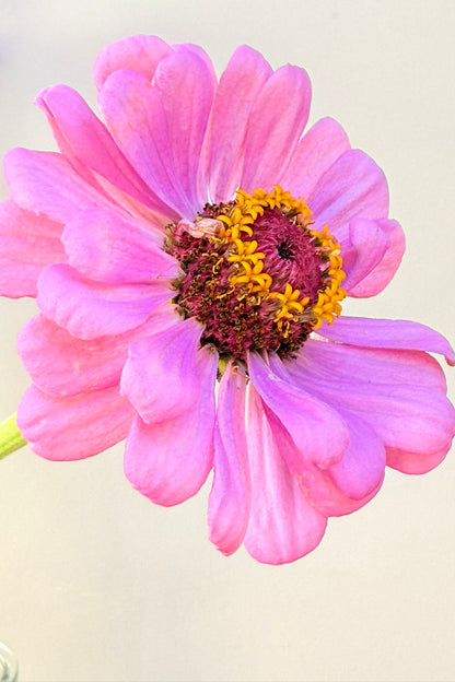Frøkenhat 'Dream' - frø - 1-årige sommerblomster - til din skærehave her vist på billede 5 fra Frk. Grønt