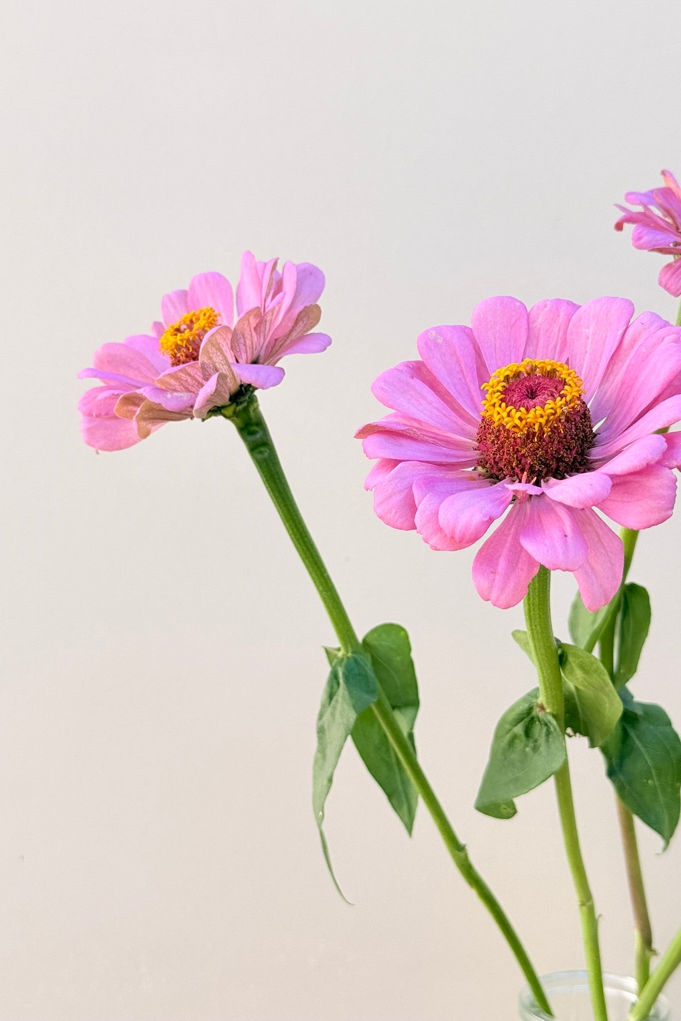 Frøkenhat 'Dream' - frø - 1-årige sommerblomster - til din skærehave her vist på billede 6 fra Frk. Grønt