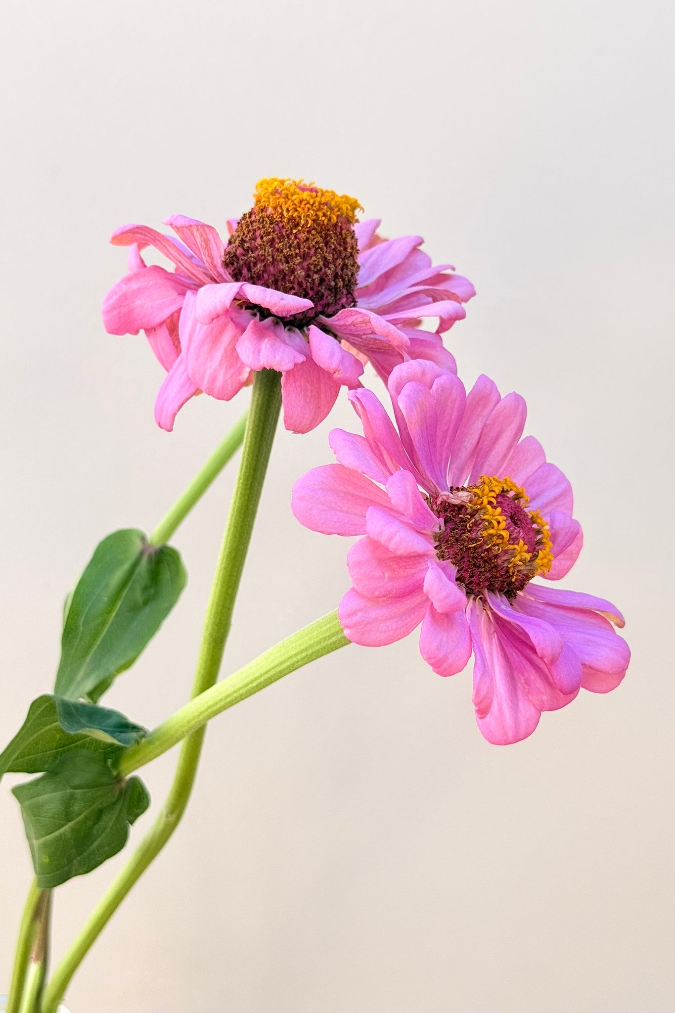 Frøkenhat 'Dream' - frø - 1-årige sommerblomster - til din skærehave her vist på billede 7 fra Frk. Grønt