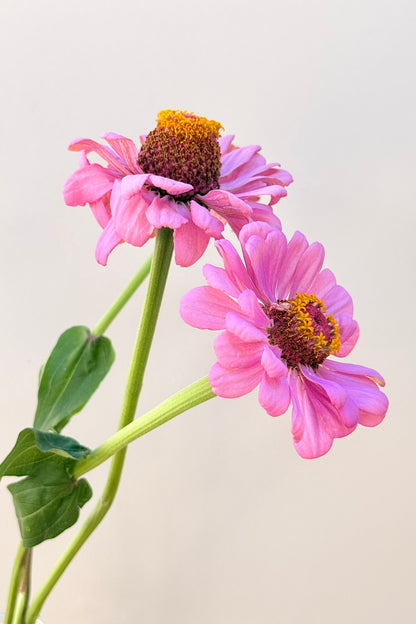 Frøkenhat 'Dream' - frø - 1-årige sommerblomster - til din skærehave her vist på billede 7 fra Frk. Grønt