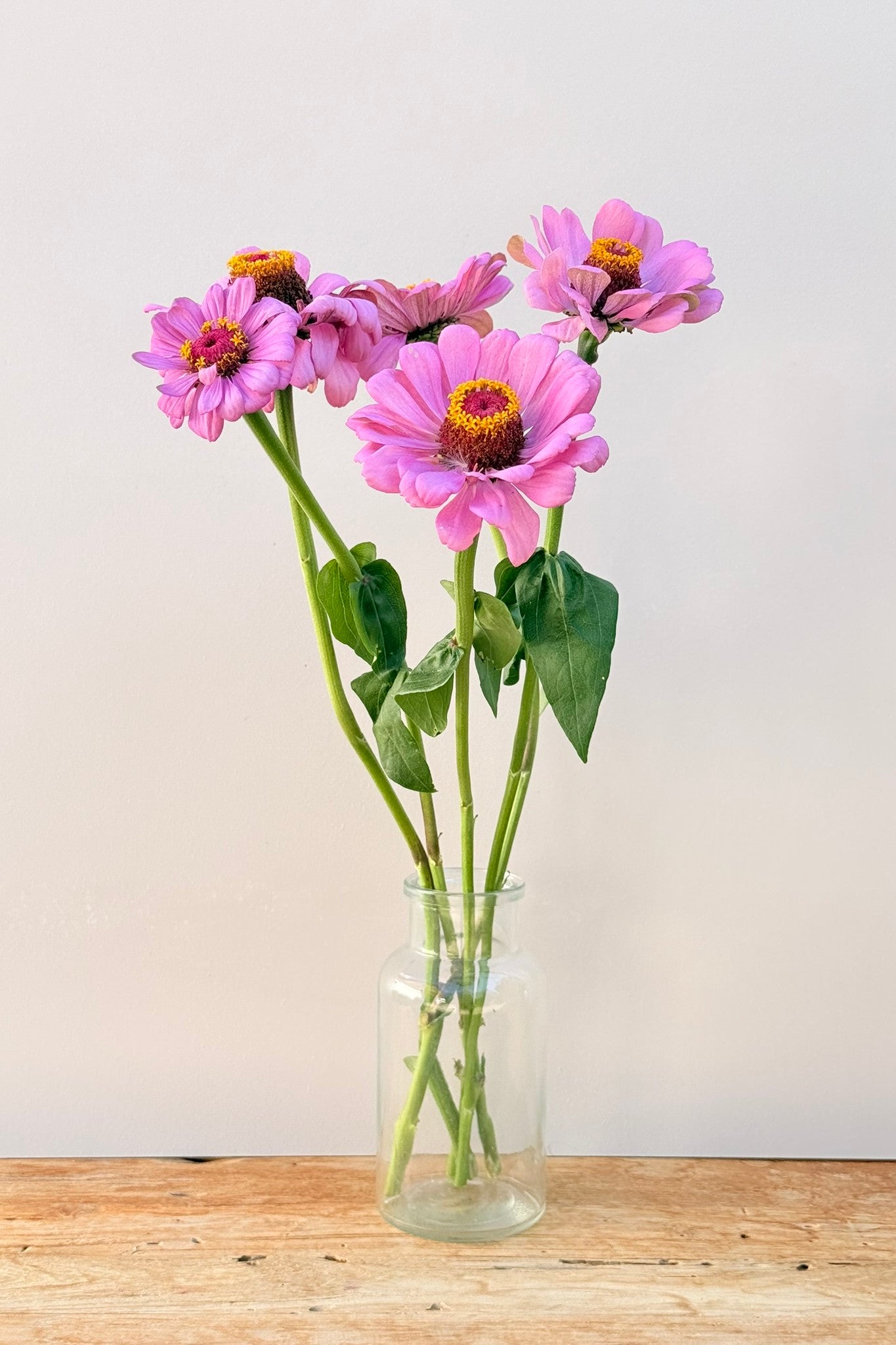Frøkenhat 'Dream' - frø - 1-årige sommerblomster - til din skærehave her vist på billede 8 fra Frk. Grønt