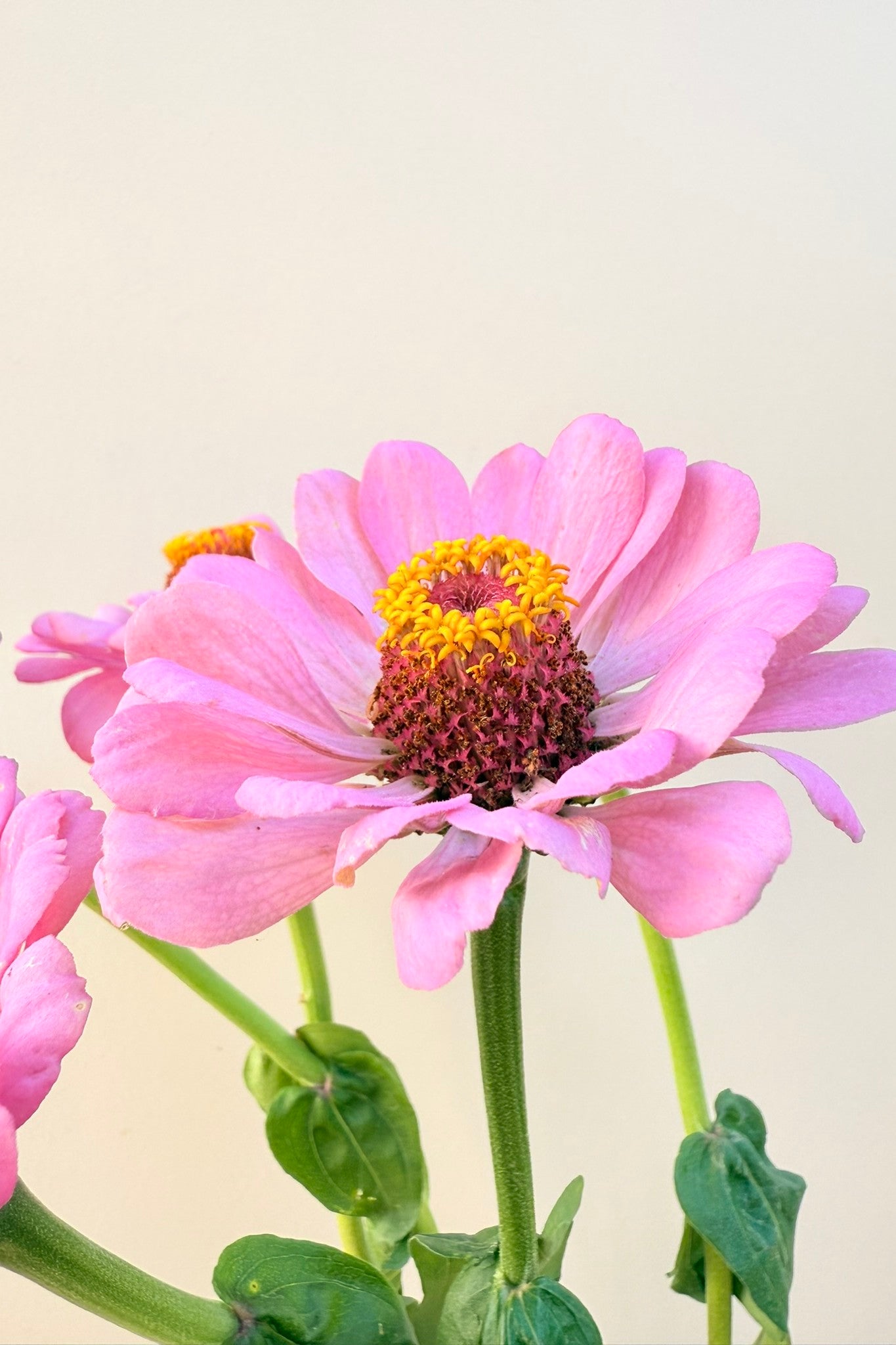 Frøkenhat 'Dream' - frø - 1-årige sommerblomster - til din skærehave her vist på billede 9 fra Frk. Grønt