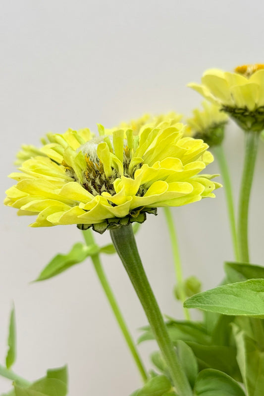 Frøkenhat 'Envy' - frø - 1-årige sommerblomster - til din skærehave her vist på billede 1 fra Frk. Grønt