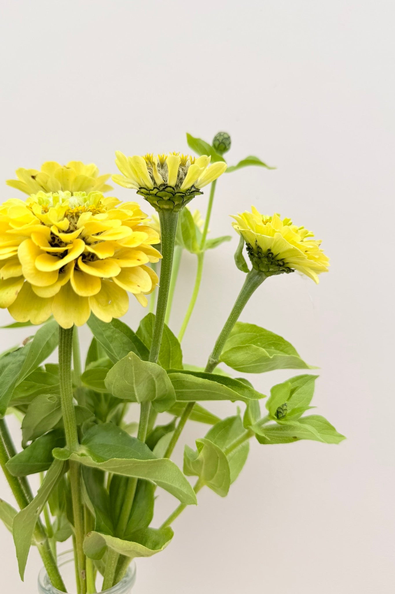 Frøkenhat 'Envy' - frø - 1-årige sommerblomster - til din skærehave her vist på billede 10 fra Frk. Grønt