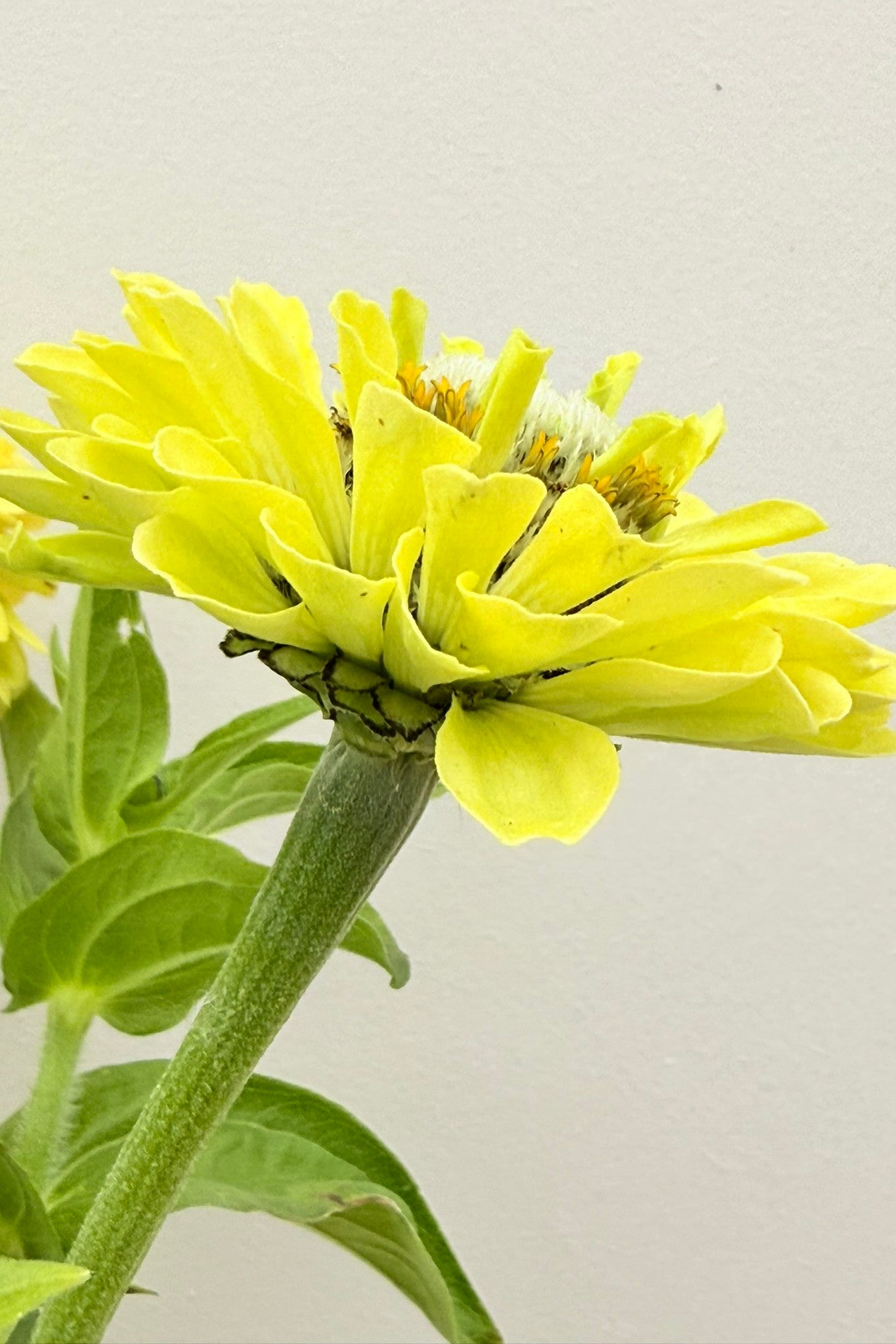 Frøkenhat 'Envy' - frø - 1-årige sommerblomster - til din skærehave her vist på billede 2 fra Frk. Grønt