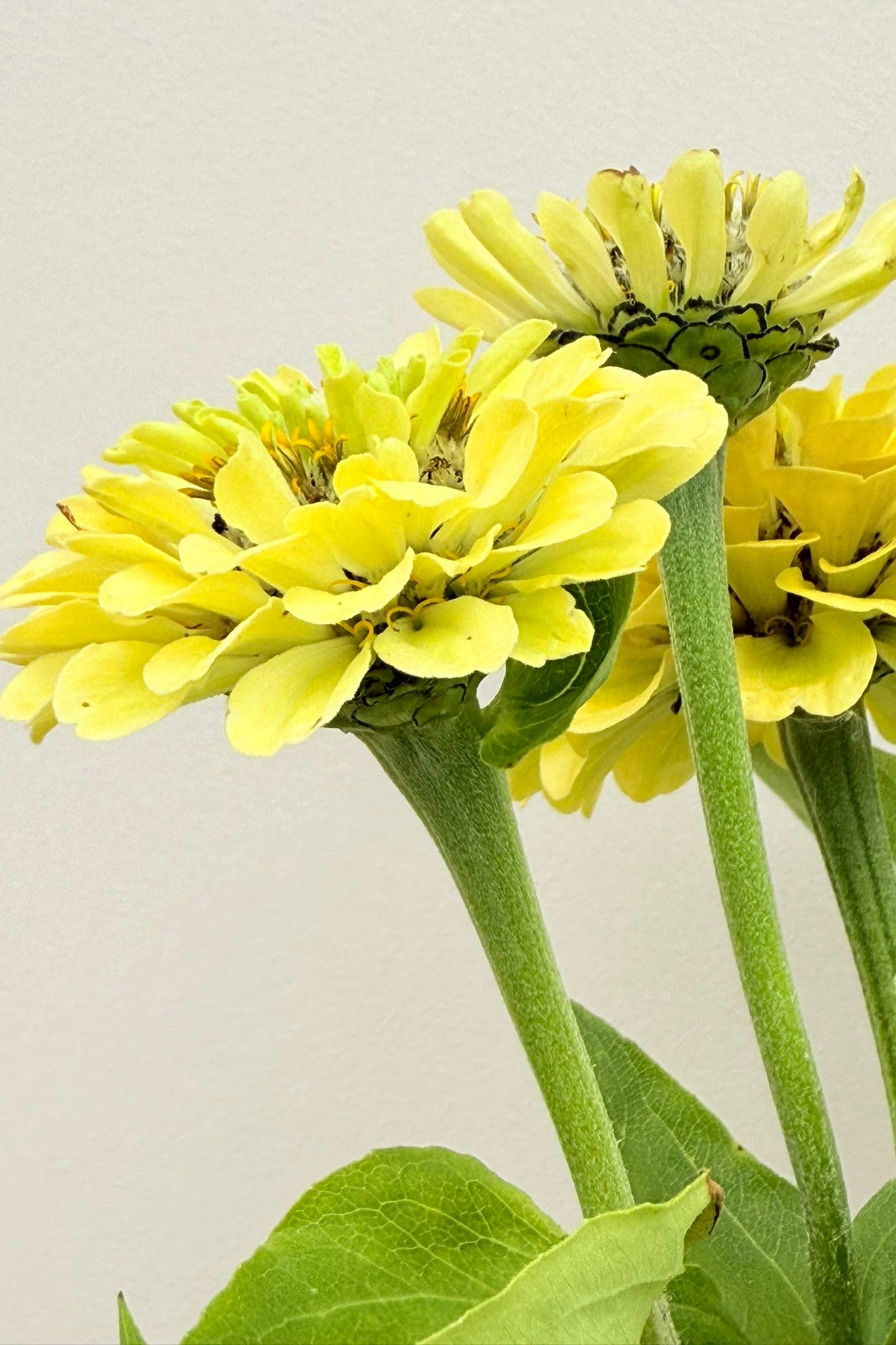 Frøkenhat 'Envy' - frø - 1-årige sommerblomster - til din skærehave her vist på billede 3 fra Frk. Grønt