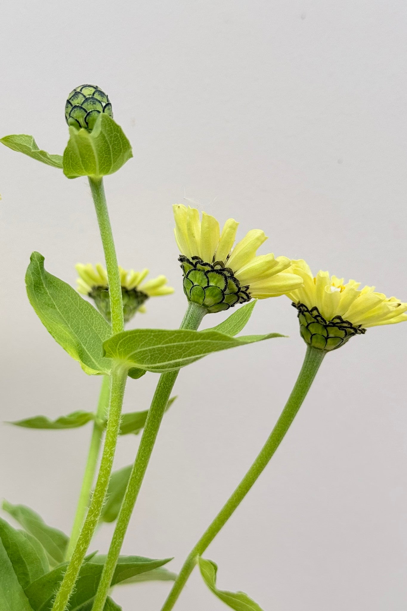 Frøkenhat 'Envy' - frø - 1-årige sommerblomster - til din skærehave her vist på billede 4 fra Frk. Grønt