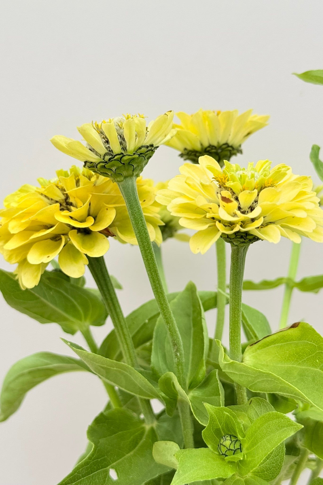 Frøkenhat 'Envy' - frø - 1-årige sommerblomster - til din skærehave her vist på billede 5 fra Frk. Grønt