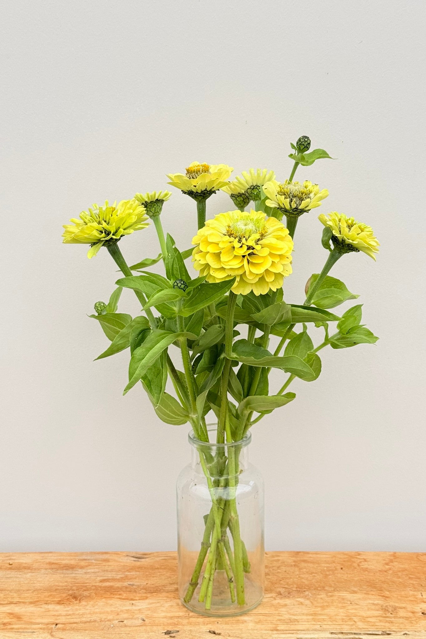 Frøkenhat 'Envy' - frø - 1-årige sommerblomster - til din skærehave her vist på billede 6 fra Frk. Grønt