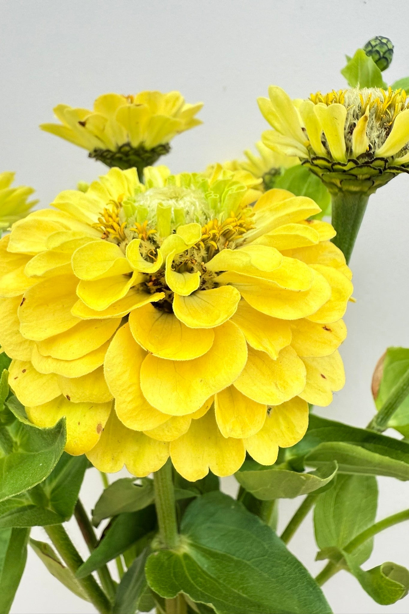 Frøkenhat 'Envy' - frø - 1-årige sommerblomster - til din skærehave her vist på billede 8 fra Frk. Grønt