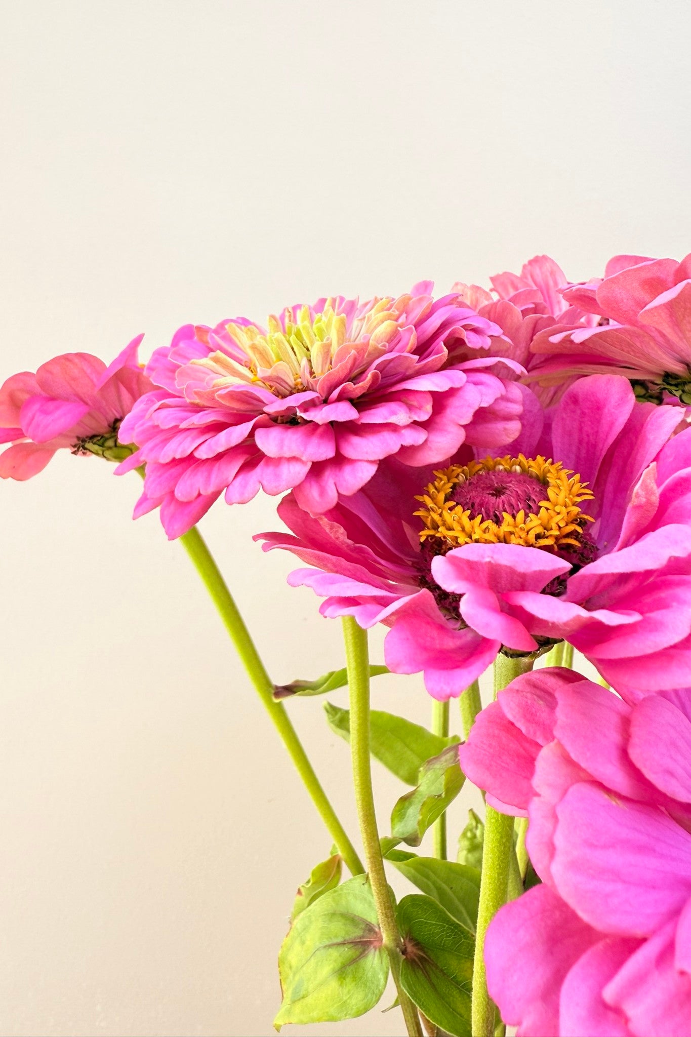 Frøkenhat 'Illumination' - frø - 1-årige sommerblomster - til din skærehave her vist på billede 1 fra Frk. Grønt