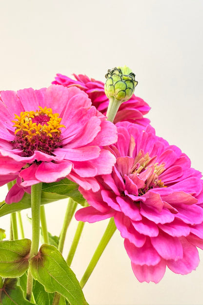 Frøkenhat 'Illumination' - frø - 1-årige sommerblomster - til din skærehave her vist på billede 10 fra Frk. Grønt