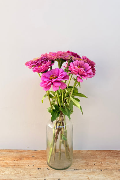 Frøkenhat 'Illumination' - frø - 1-årige sommerblomster - til din skærehave her vist på billede 2 fra Frk. Grønt