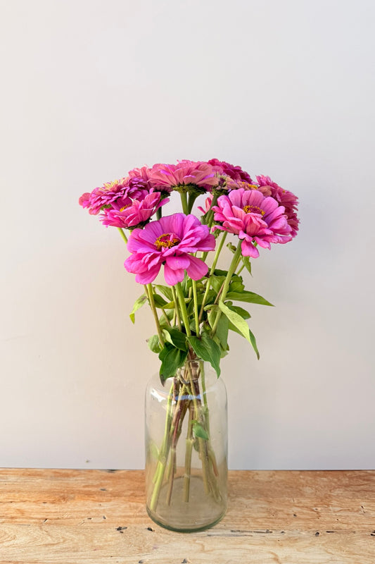 Frøkenhat 'Illumination' - frø - 1-årige sommerblomster - til din skærehave her vist på billede 2 fra Frk. Grønt