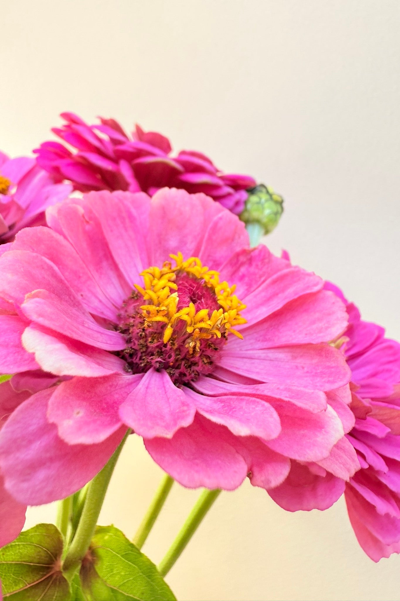 Frøkenhat 'Illumination' - frø - 1-årige sommerblomster - til din skærehave her vist på billede 3 fra Frk. Grønt