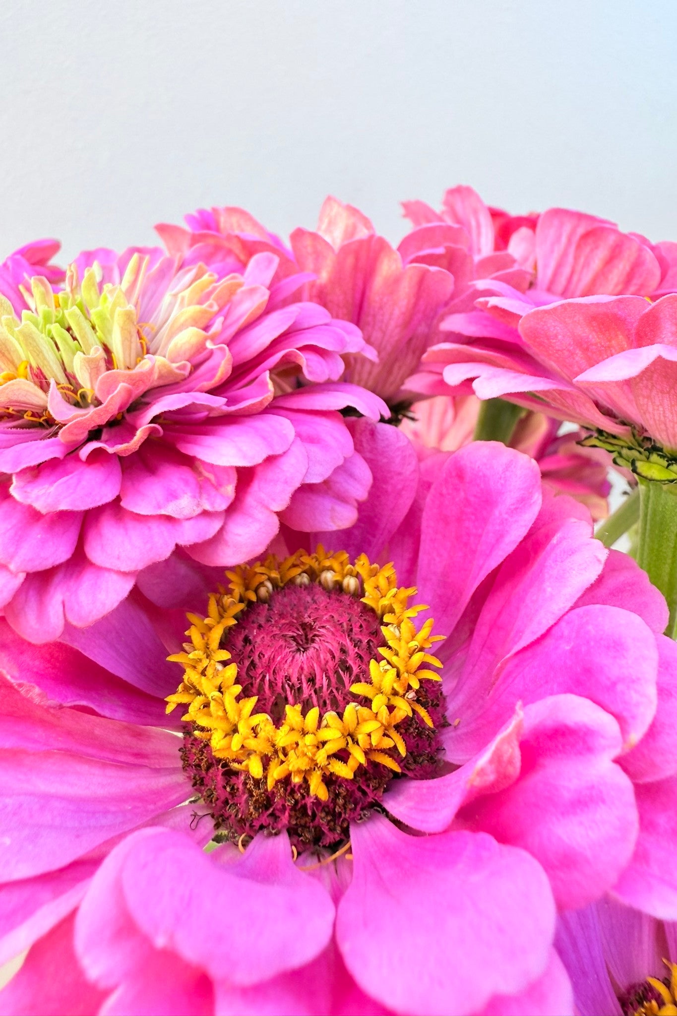 Frøkenhat 'Illumination' - frø - 1-årige sommerblomster - til din skærehave her vist på billede 4 fra Frk. Grønt