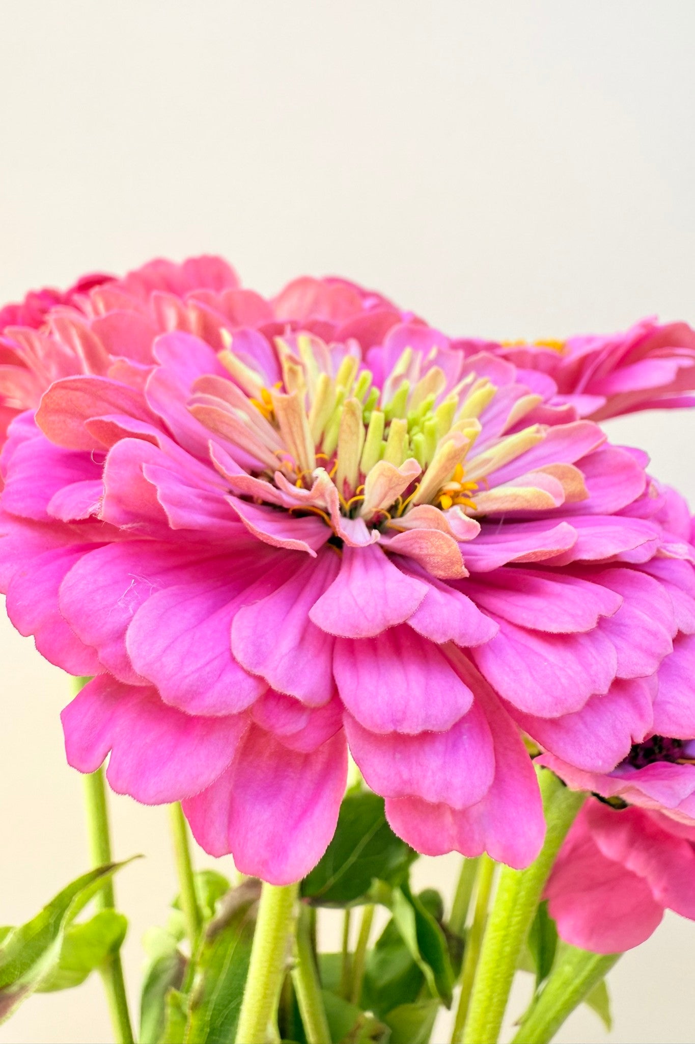 Frøkenhat 'Illumination' - frø - 1-årige sommerblomster - til din skærehave her vist på billede 5 fra Frk. Grønt