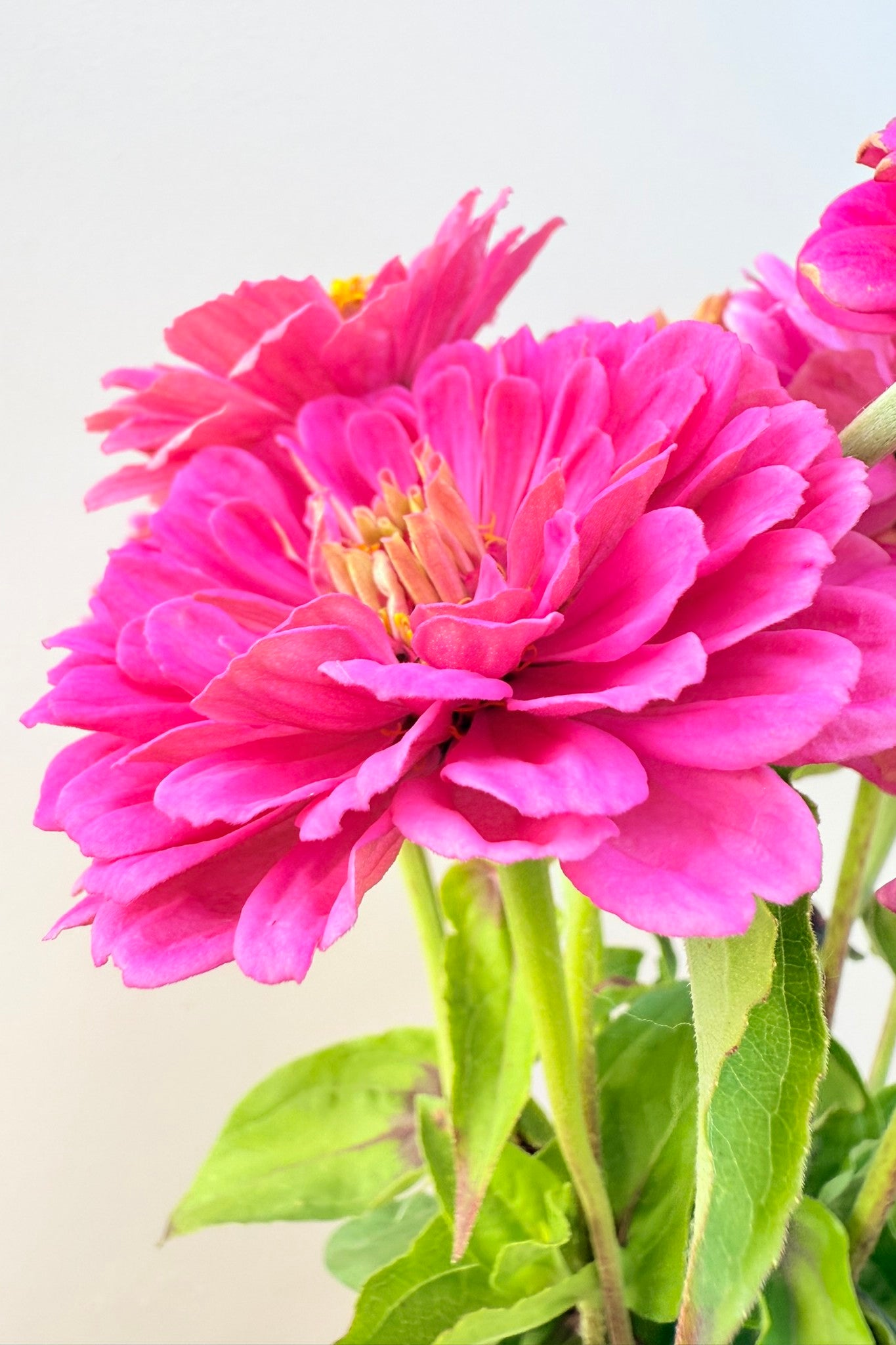 Frøkenhat 'Illumination' - frø - 1-årige sommerblomster - til din skærehave her vist på billede 6 fra Frk. Grønt