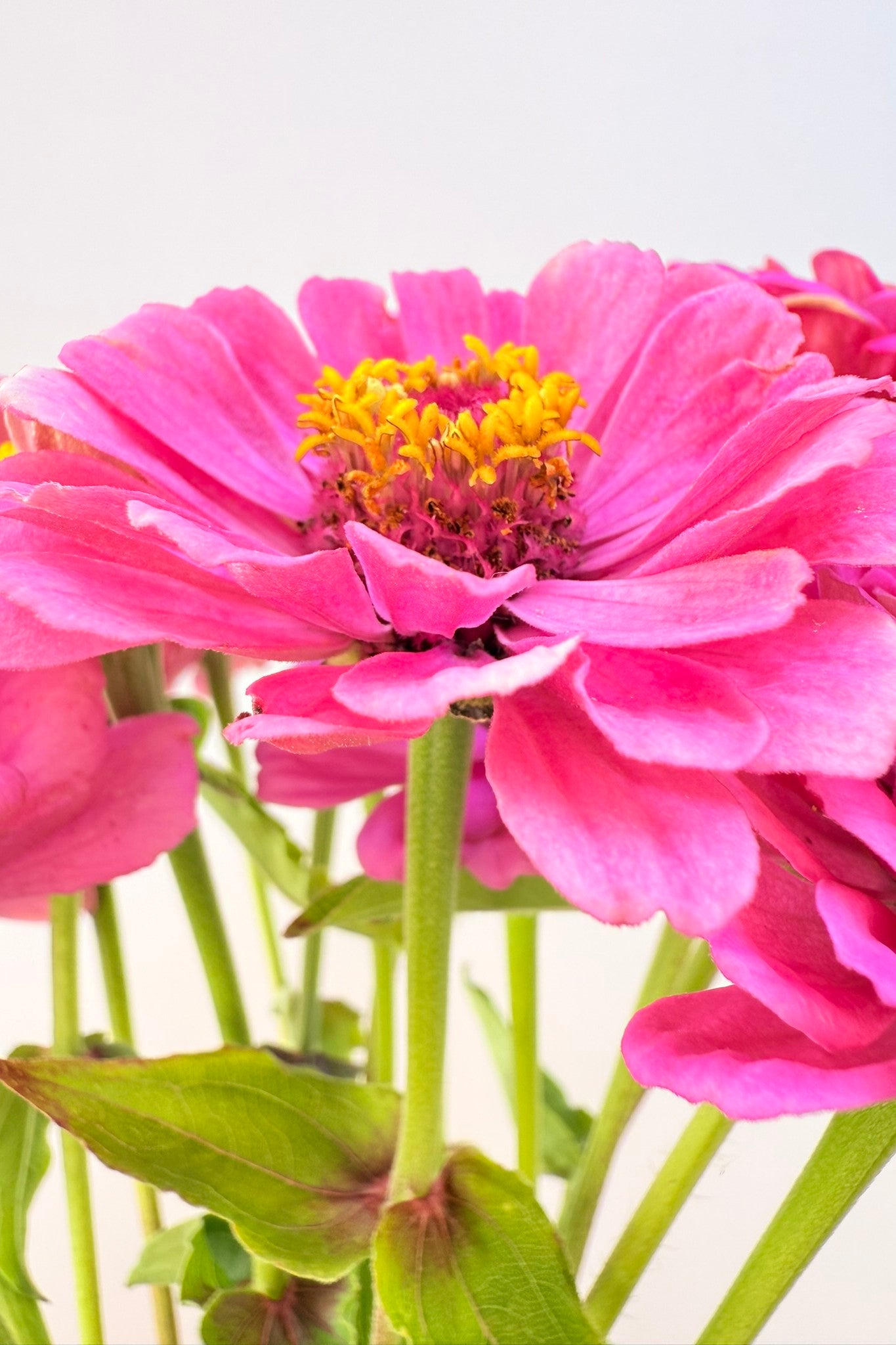 Frøkenhat 'Illumination' - frø - 1-årige sommerblomster - til din skærehave her vist på billede 7 fra Frk. Grønt