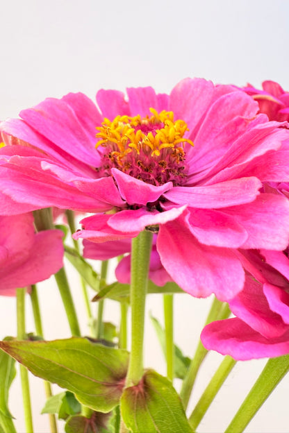 Frøkenhat 'Illumination' - frø - 1-årige sommerblomster - til din skærehave her vist på billede 7 fra Frk. Grønt