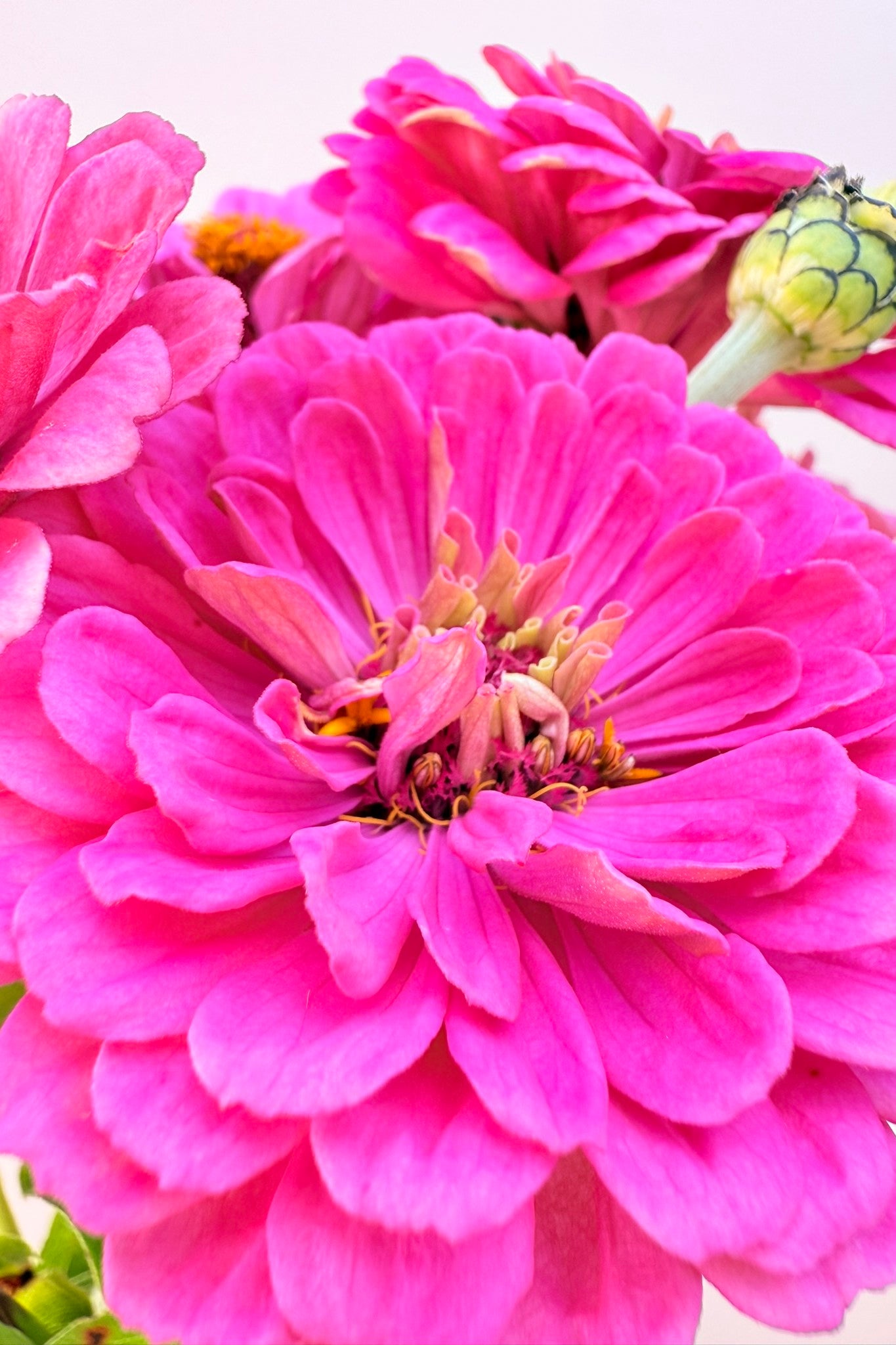 Frøkenhat 'Illumination' - frø - 1-årige sommerblomster - til din skærehave her vist på billede 8 fra Frk. Grønt