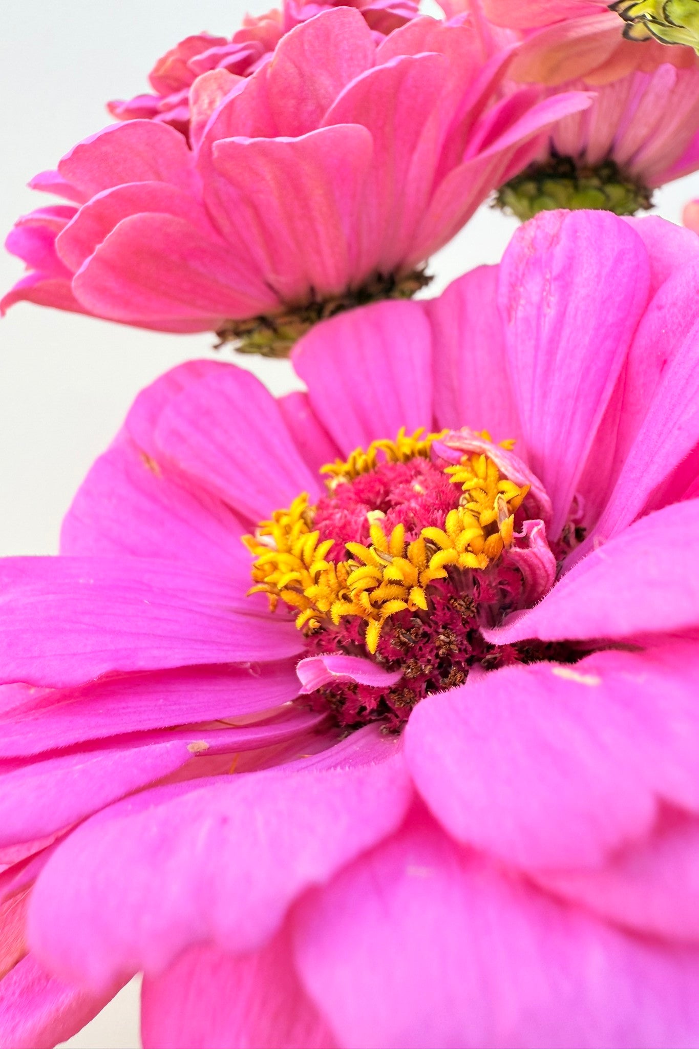 Frøkenhat 'Illumination' - frø - 1-årige sommerblomster - til din skærehave her vist på billede 9 fra Frk. Grønt