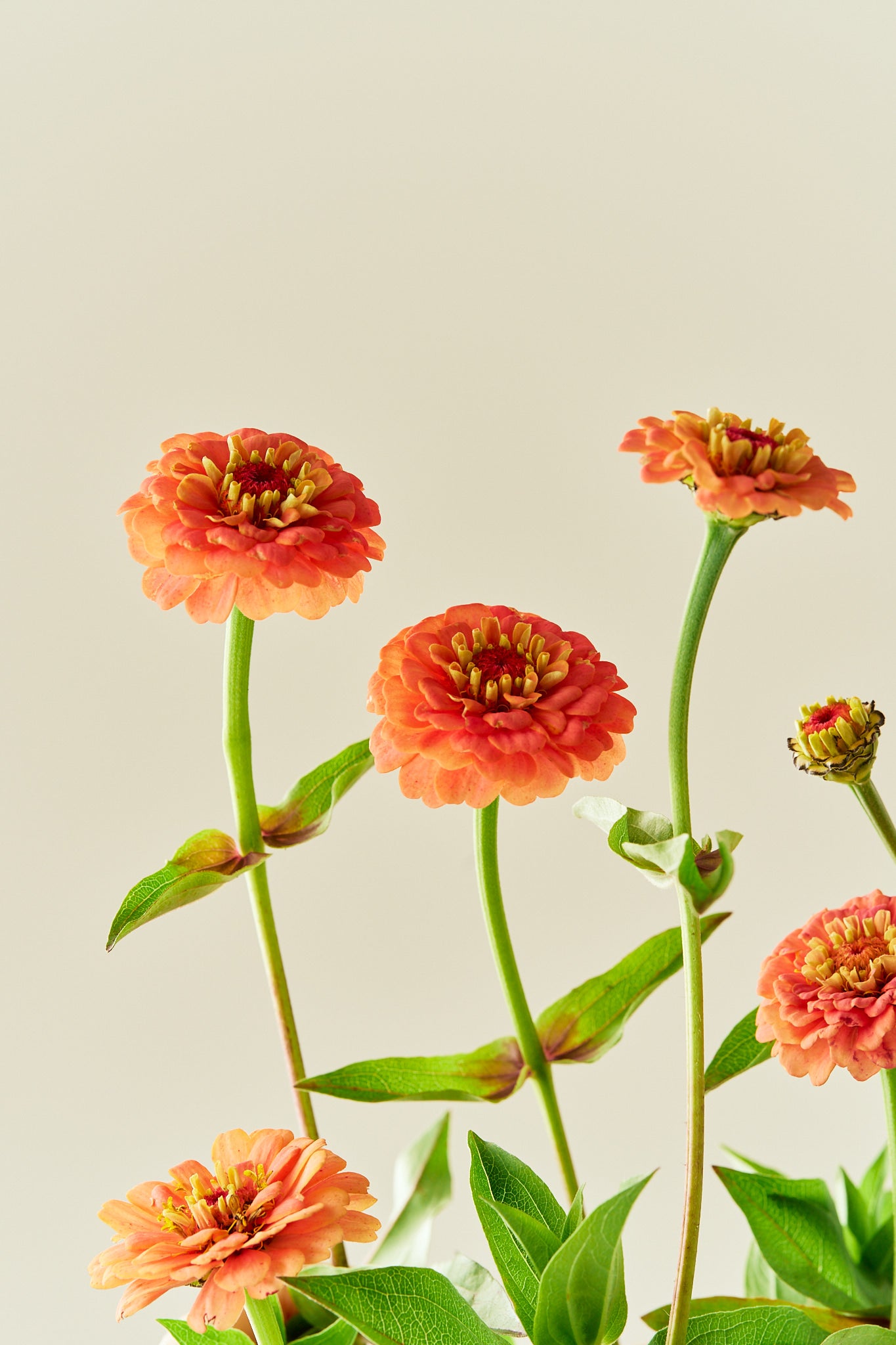 Frøkenhat 'Oklahoma Salmon' - frø - 1-årige sommerblomster - til din skærehave her vist på billede 1 fra Frk. Grønt