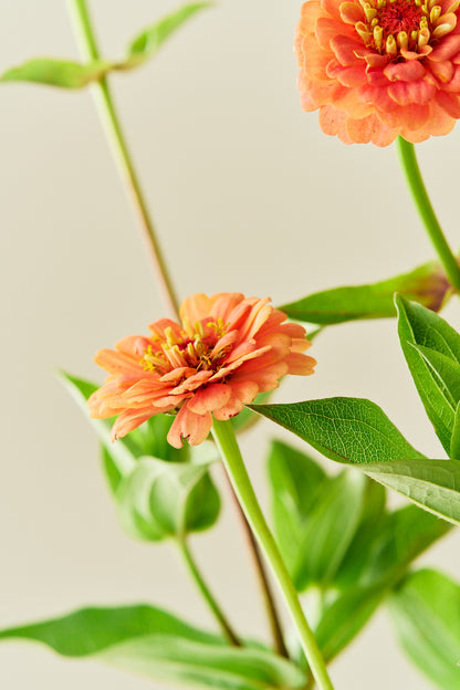 Frøkenhat 'Oklahoma Salmon' - frø - 1-årige sommerblomster - til din skærehave her vist på billede 2 fra Frk. Grønt