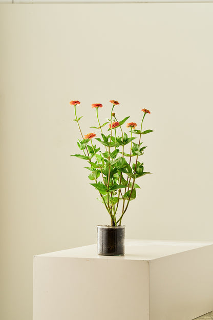 Frøkenhat 'Oklahoma Salmon' - frø - 1-årige sommerblomster - til din skærehave her vist på billede 3 fra Frk. Grønt