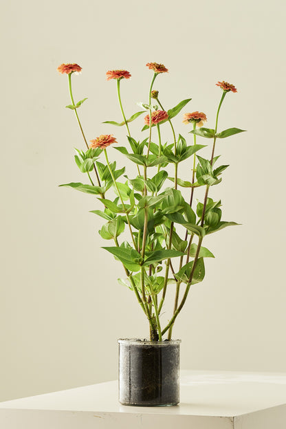 Frøkenhat 'Oklahoma Salmon' - frø - 1-årige sommerblomster - til din skærehave her vist på billede 5 fra Frk. Grønt